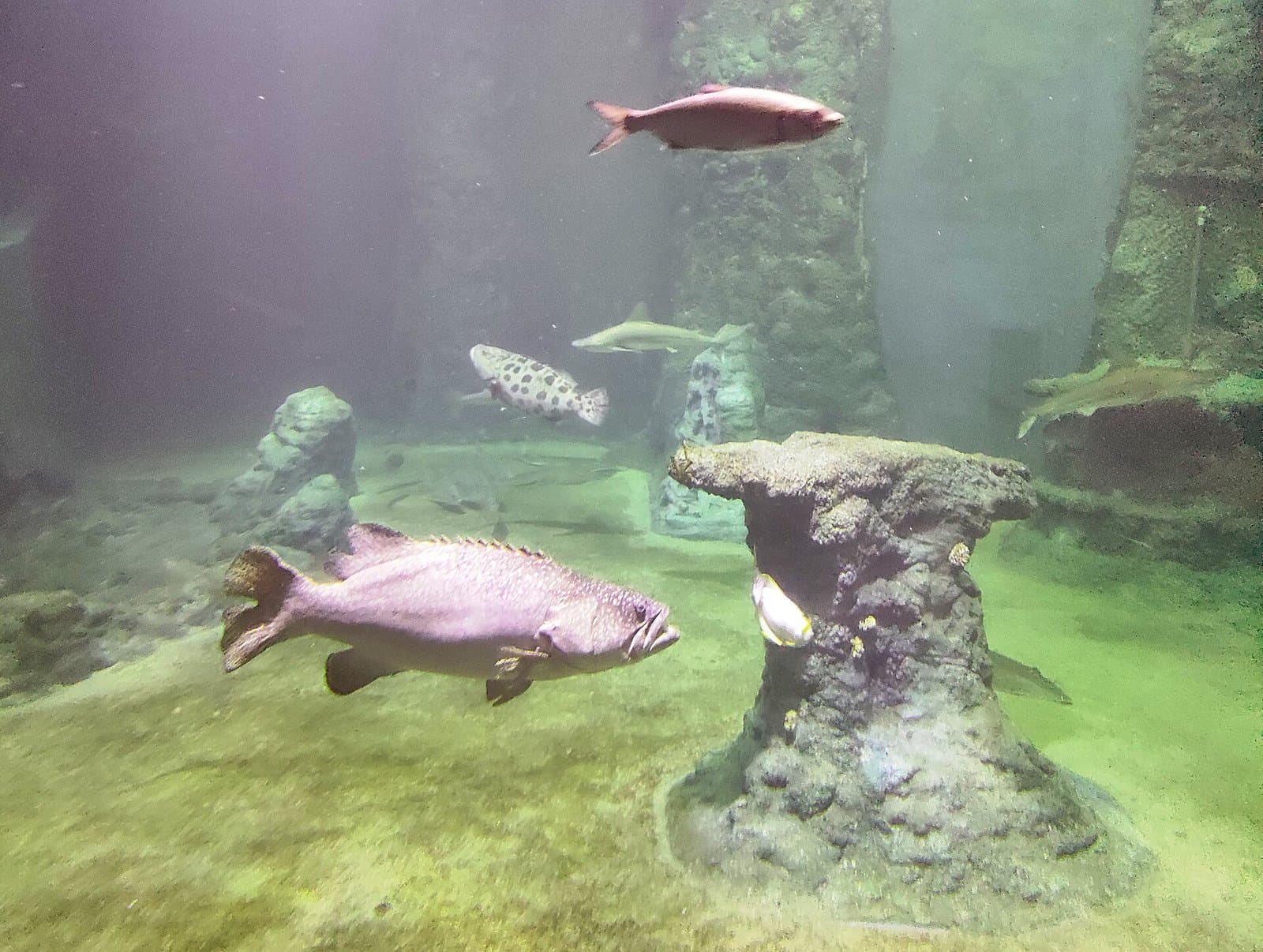 Afrykarium no zoológico de Wrocław